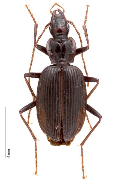 Carabes de Suisse  - Platynus complanatus