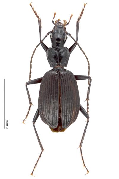 Carabes de Suisse  - Platynus depressus