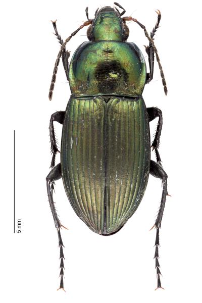   - Poecilus cupreus cupreus