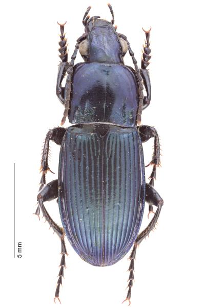   - Poecilus koyi viaticus
