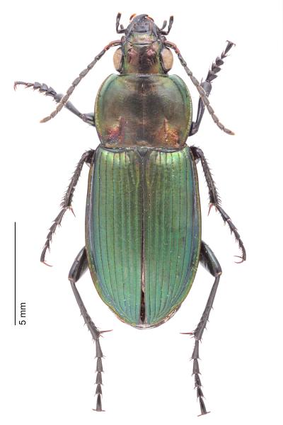   - Poecilus kugelanni