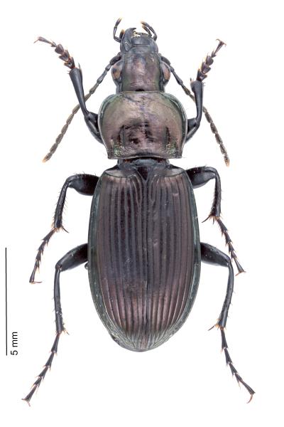Carabes de Suisse  - Poecilus lepidus