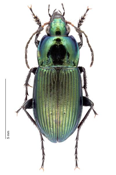   - Poecilus versicolor