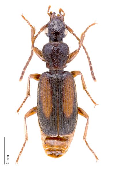 Carabes de Suisse  - Polistichus connexus