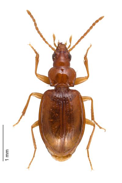 Carabes de Suisse  - Porotachys bisulcatus