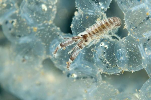 Les espèces néozones de Suisse Corophie à épine courbe - Chelicorophium curvispinum
