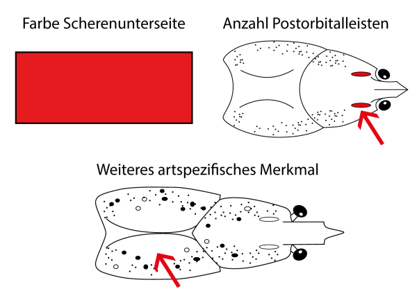  Roter Amerikanischer Sumpfkrebs - Procambarus clarkii