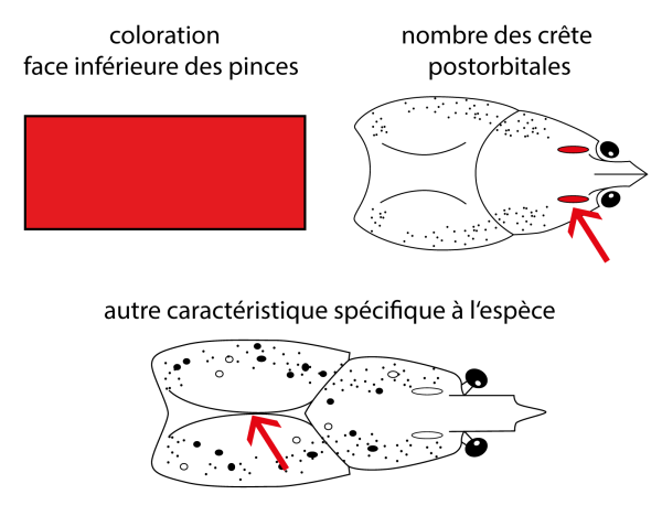  Ecrevisse rouge de Louisiane - Procambarus clarkii