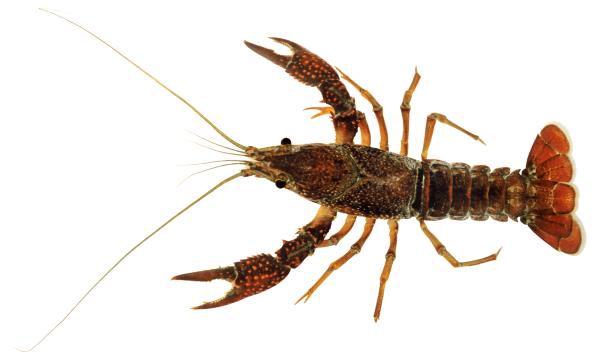  Ecrevisse rouge de Louisiane - Procambarus clarkii