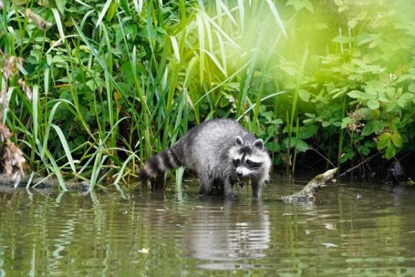 Les espèces néozones de Suisse Raton laveur - Procyon lotor