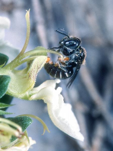 Wildbienen der Schweiz Winzige Zwergmauerbiene - Protosmia minutula