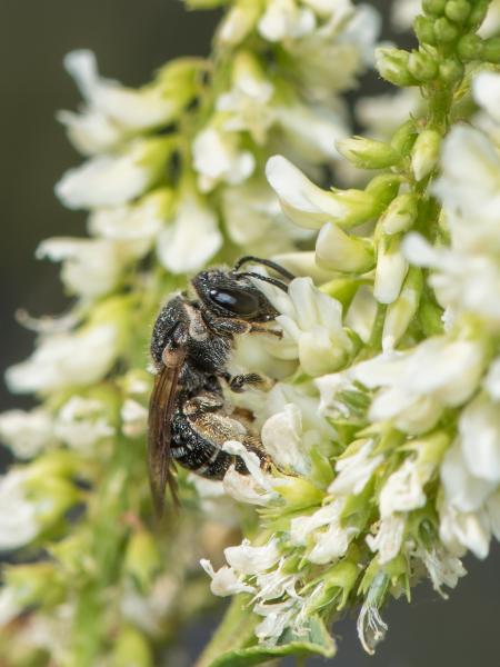 Wildbienen der Schweiz  - Nomiapis diversipes