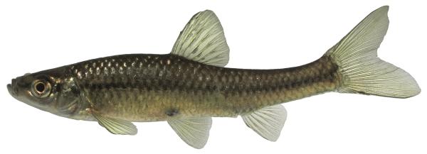 Les espèces néozones de Suisse Pseudorasbora  - Pseudorasbora parva 