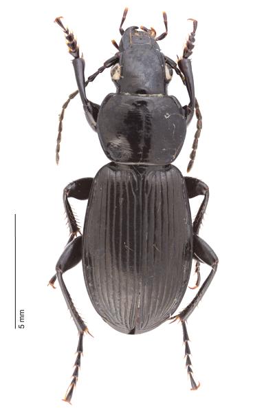 Carabes de Suisse  - Pterostichus aethiops