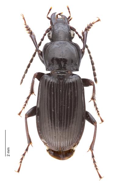 Carabes de Suisse  - Pterostichus anthracinus anthracinus