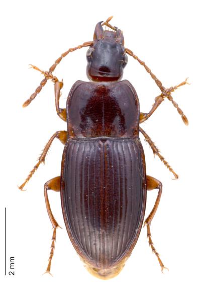 Carabes de Suisse  - Pterostichus apenninus