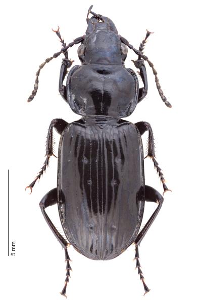   - Pterostichus aterrimus aterrimus