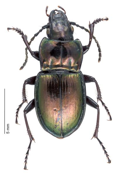 Carabes de Suisse  - Pterostichus burmeisteri burmeisteri