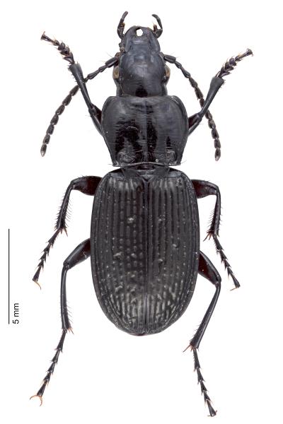   - Pterostichus cribratus