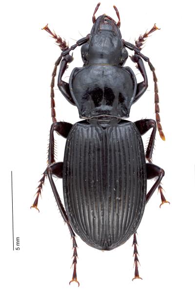 Carabes de Suisse  - Pterostichus cristatus cristatus