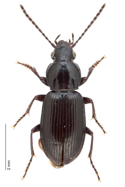   - Pterostichus diligens