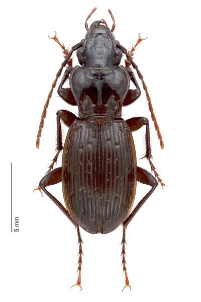   - Pterostichus fasciatopunctatus fasciatopunctatus