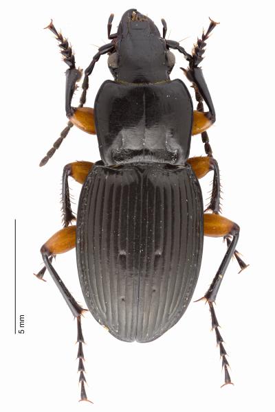 Carabes de Suisse  - Pterostichus flavofemoratus flavofemoratus