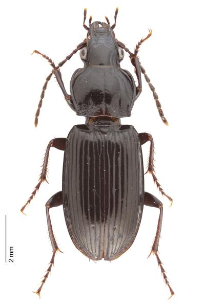   - Pterostichus gracilis gracilis
