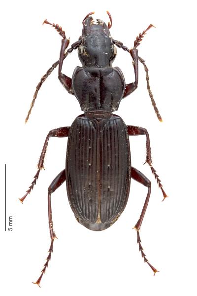 Carabes de Suisse  - Pterostichus honnoratii ludovici