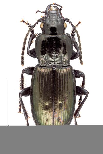  - Pterostichus jurinei