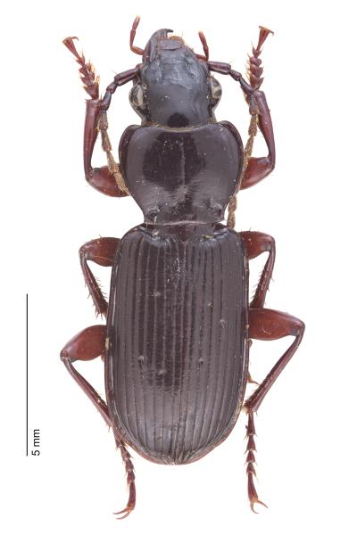   - Pterostichus macer macer