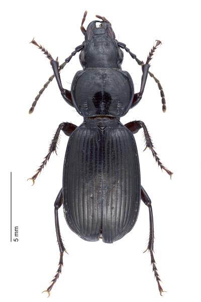   - Pterostichus madidus