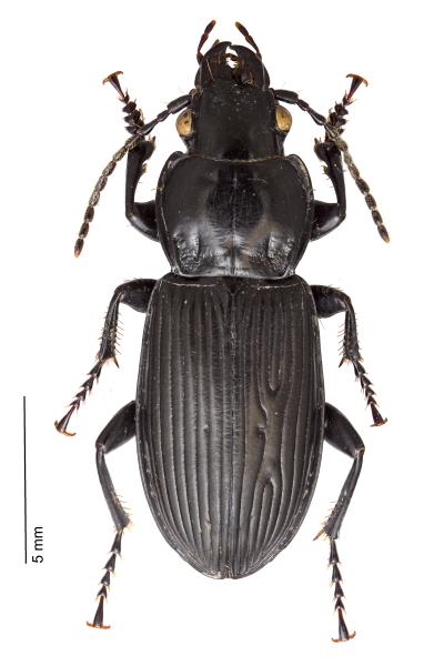   - Pterostichus melanarius melanarius