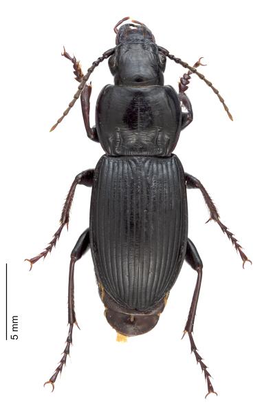   - Pterostichus melas