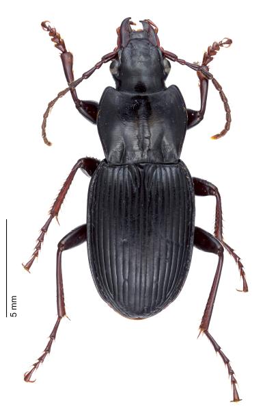   - Pterostichus micans