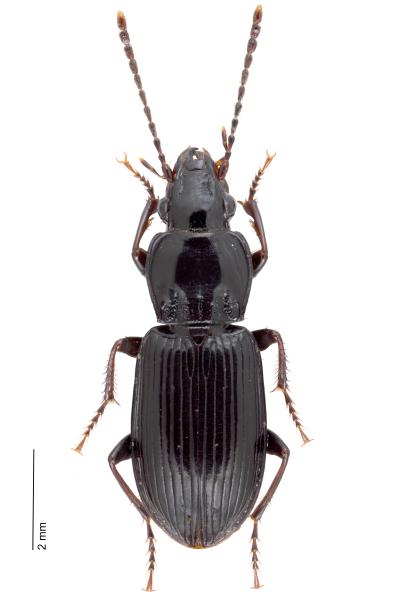 Carabes de Suisse  - Pterostichus minor minor