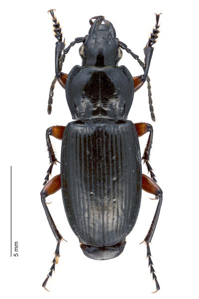   - Pterostichus morio morio