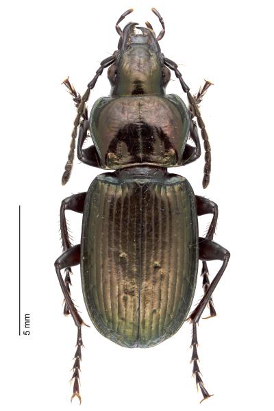   - Pterostichus multipunctatus
