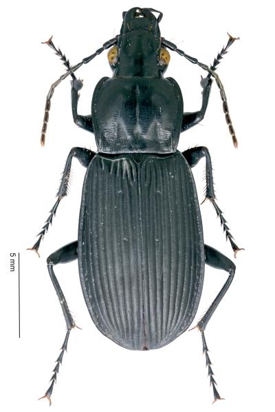   - Pterostichus niger niger
