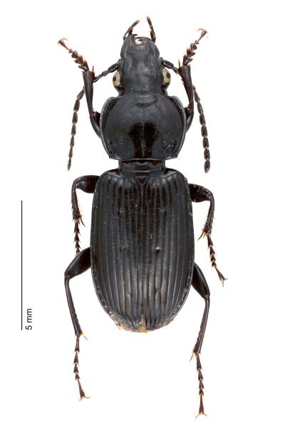   - Pterostichus nigrita nigrita