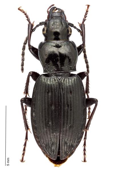 Carabes de Suisse  - Pterostichus oblongopunctatus oblongopunctatus