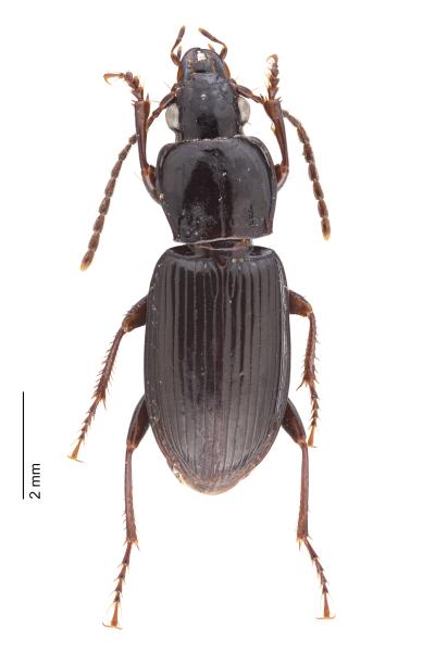   - Pterostichus oenotrius