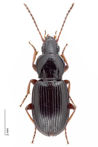 Carabes de Suisse  - Pterostichus ovoideus ovoideus