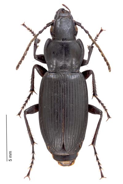 Carabes de Suisse  - Pterostichus panzeri panzeri