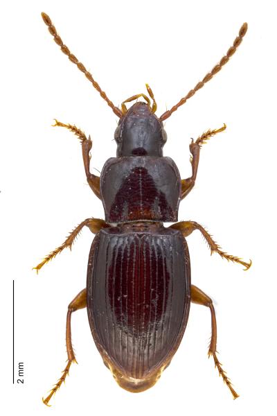   - Pterostichus pumilio pumilio
