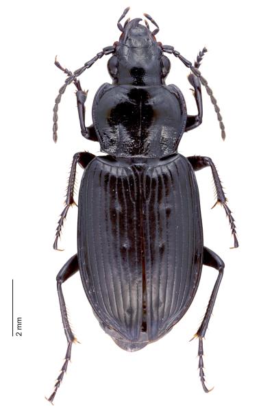 Carabes de Suisse  - Pterostichus quadrifoveolatus