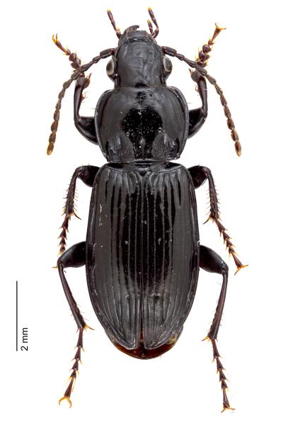   - Pterostichus rhaeticus
