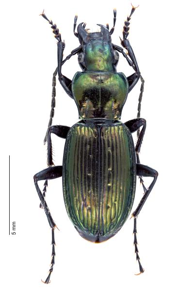   - Pterostichus rutilans