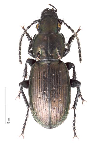   - Pterostichus selmanni prevostii