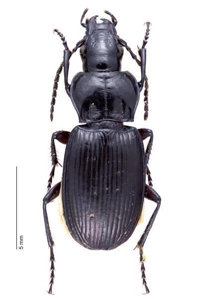 Carabes de Suisse  - Pterostichus spinolae